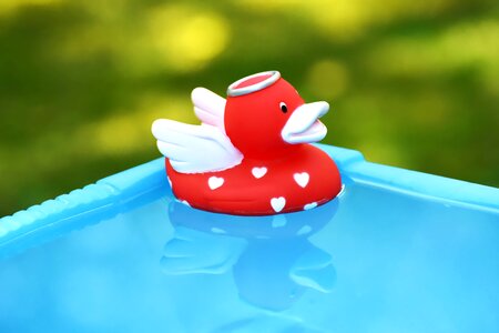 Toys squeak duck bath duck