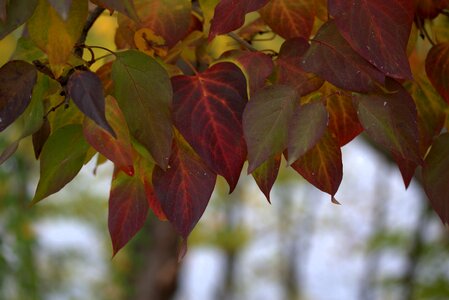Autumn tree color photo