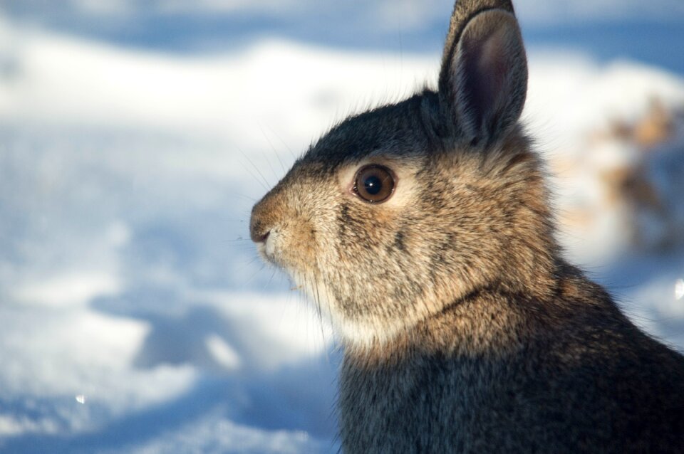 Nature fur hare