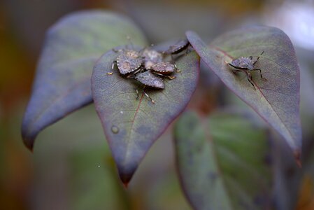 Family nature bug