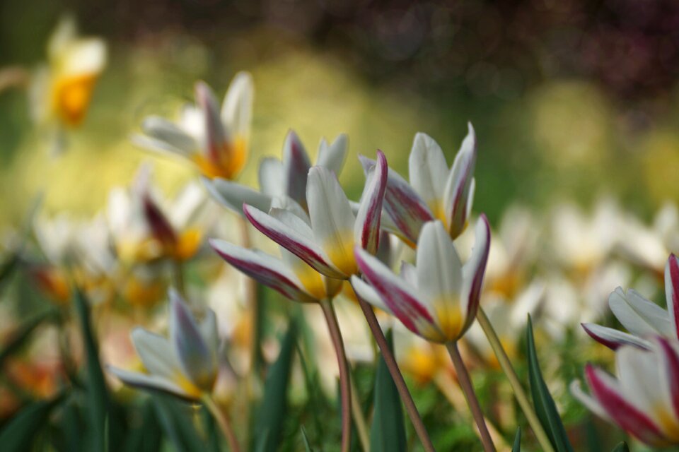 Flowers nature spring meadow