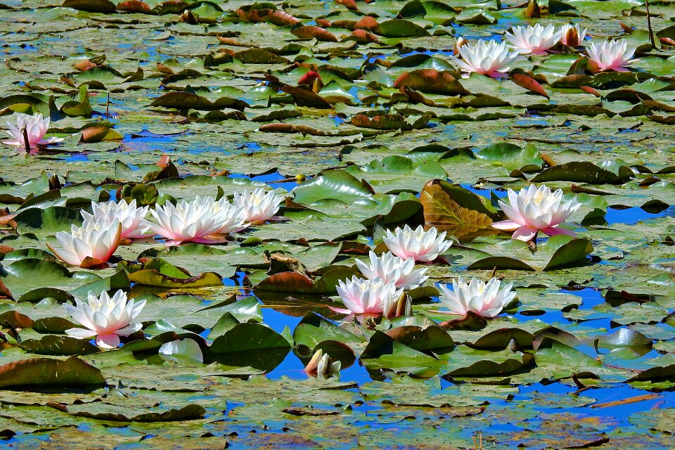 Nature water plant beauty
