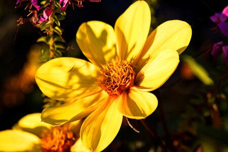 Plant nature yellow photo