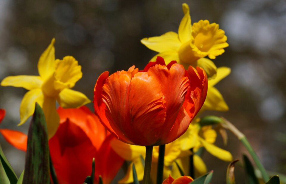 Yellow flower nature