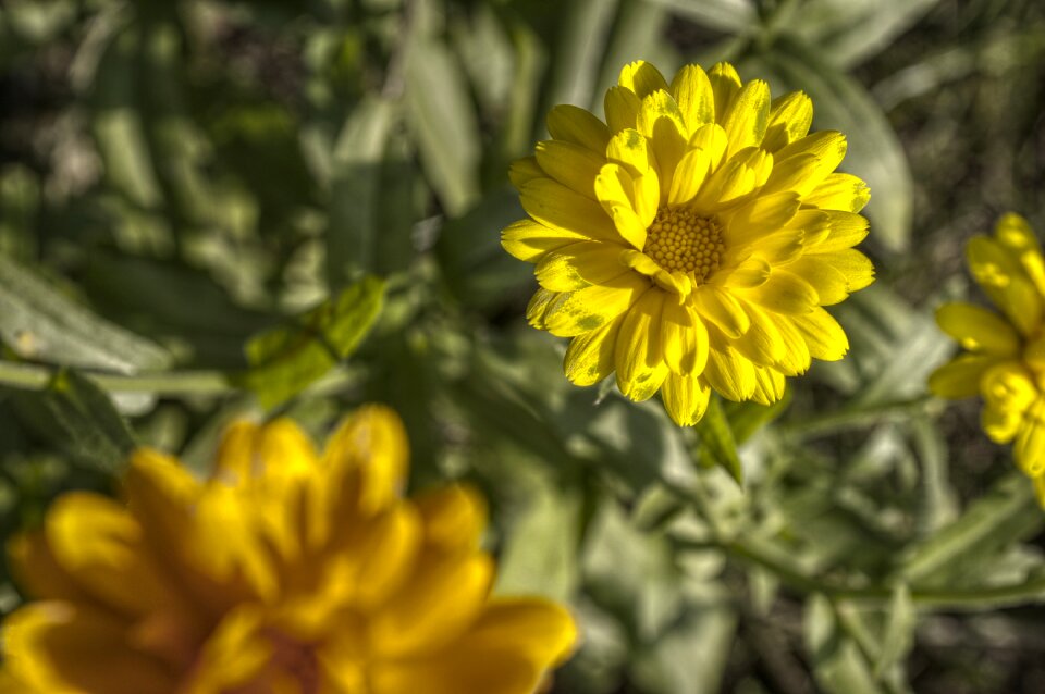 Garden yellow green photo