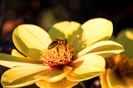 Honey bee nectar blossom photo