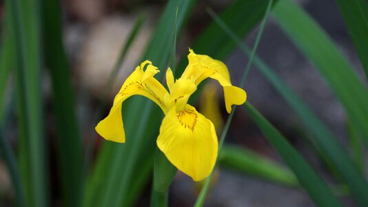 Yellow flowers nature
