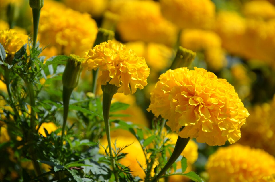 Bloom composites summer flower