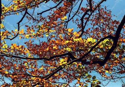 Emerge fall color color