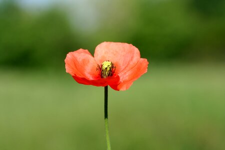 Flora flowering fields