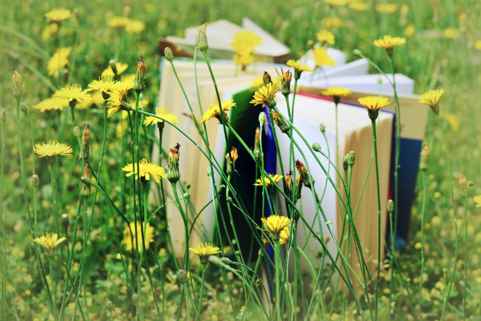 Meadow yellow meadow flowers pitched