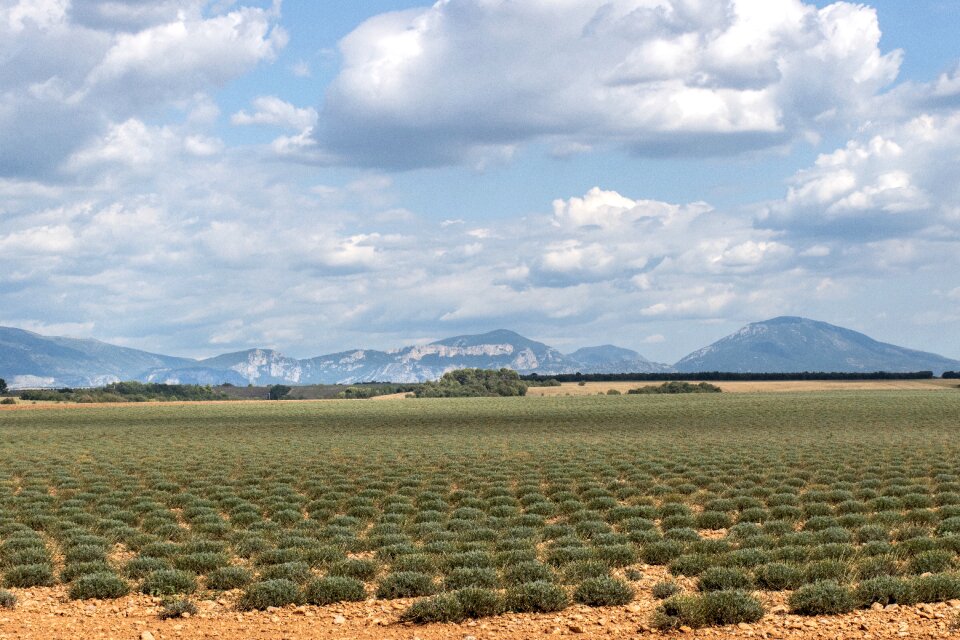 Harvest plants vegetation photo