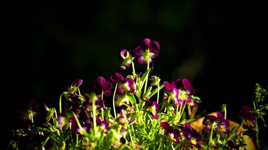Flower purple bloom photo