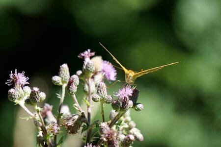 Insect nature thistle photo