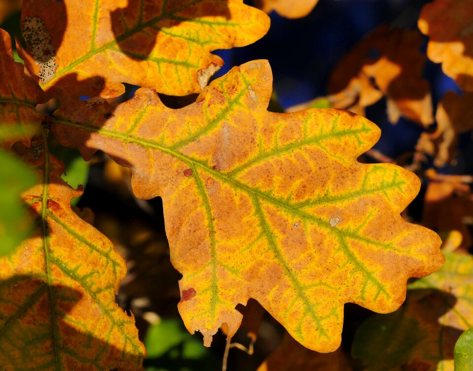 Oak leaves leaves fall foliage