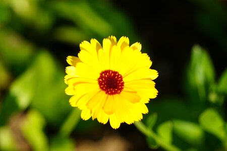Medicinal plant nature calendula