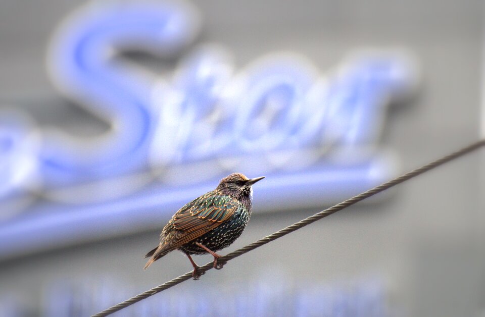 Songbird city migratory bird
