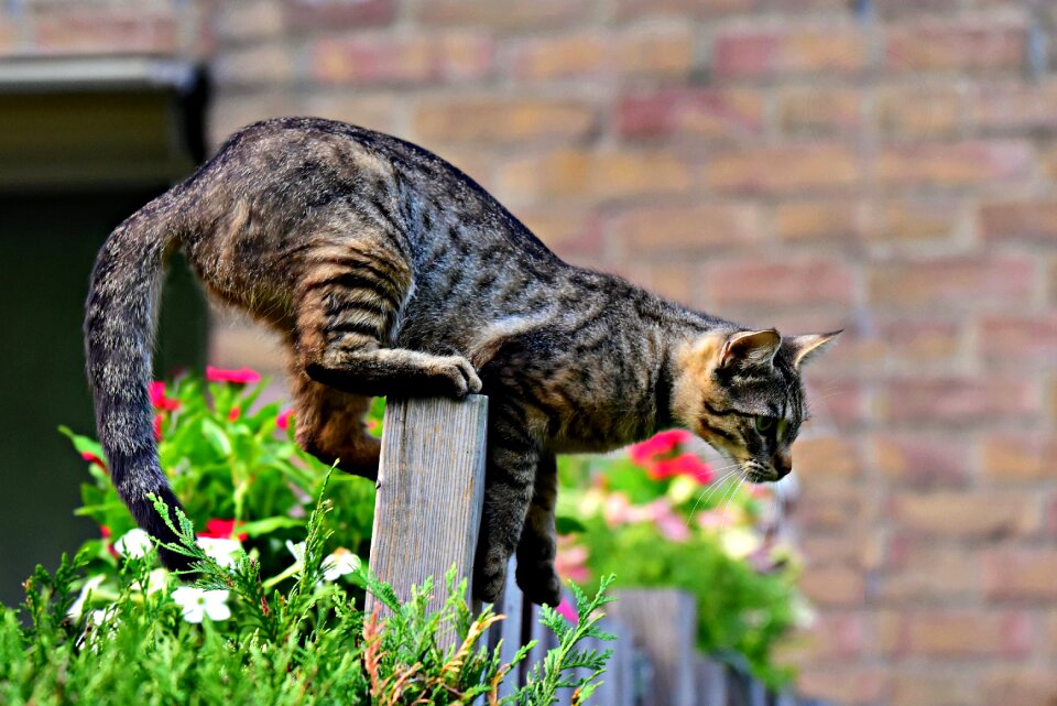 Fence cat on fence tabby