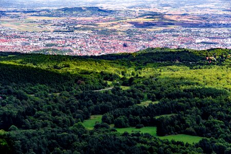 Town forest nature