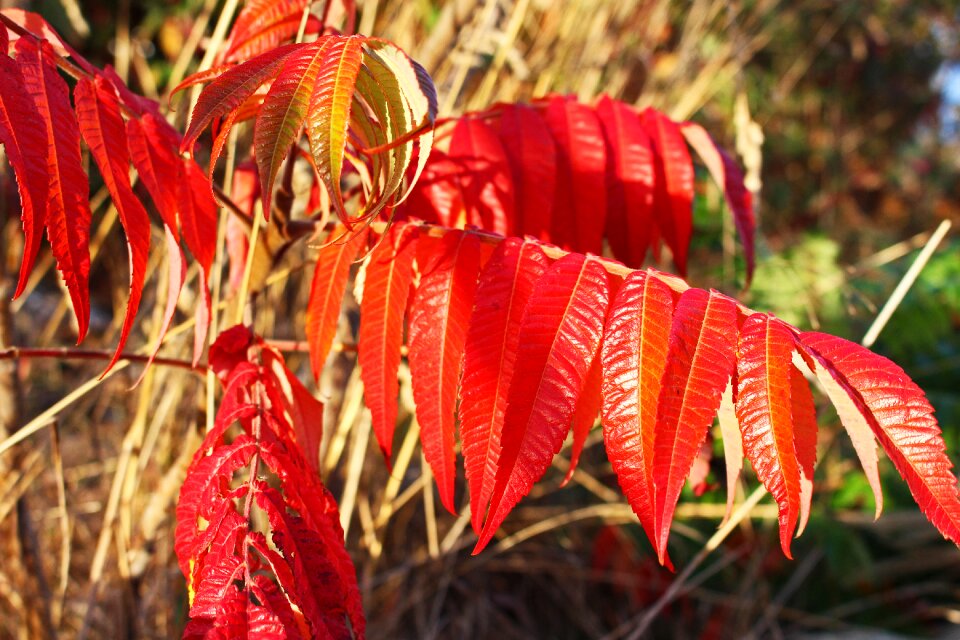 Leaves fall color colorful