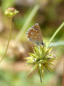 Libar wild flower blaveta commune photo