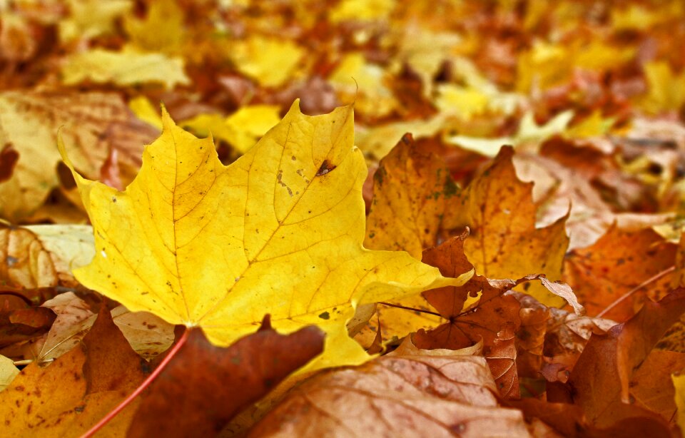 Leaves fall color colorful