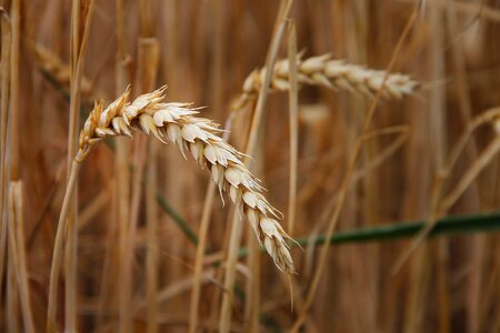 Grain field wheat grains