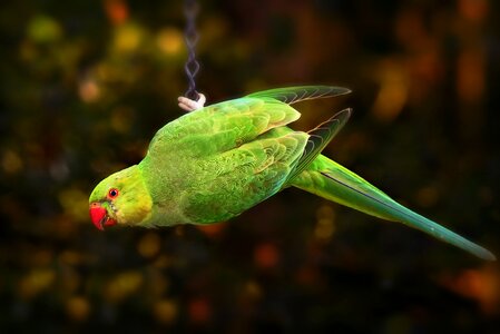 Animal rose ringed parakeet plumage