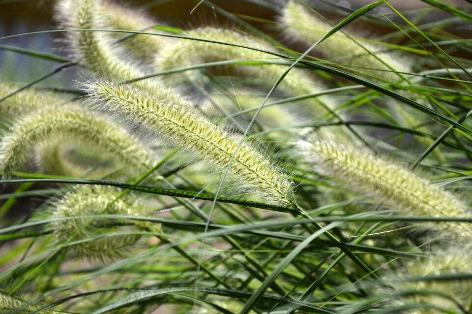 Plant wind summer