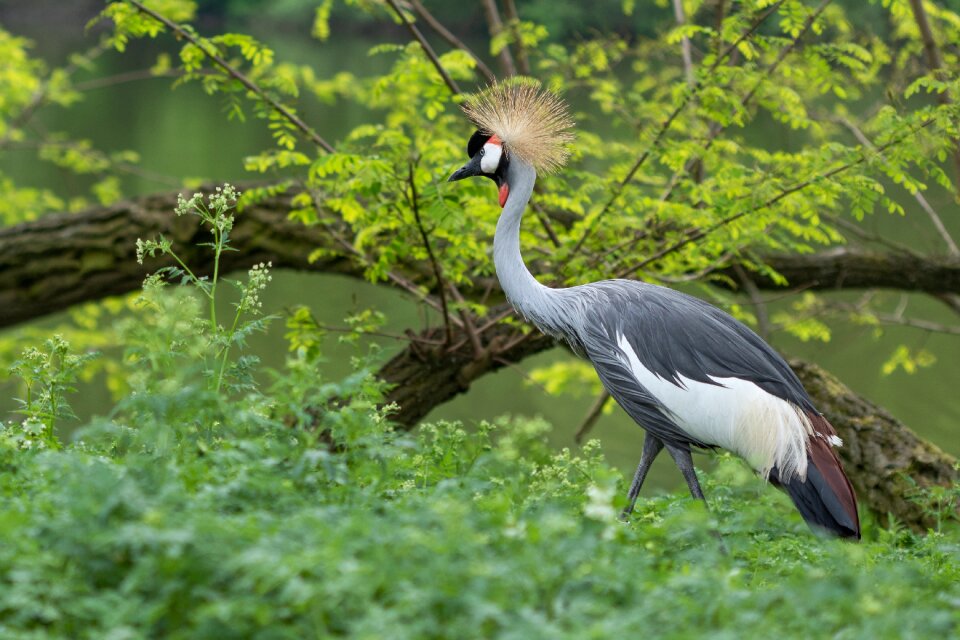Crane bird nature