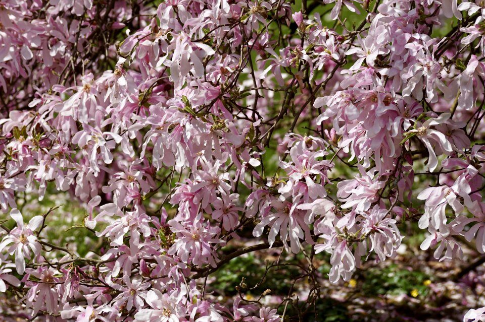 Flowers full bloom flower