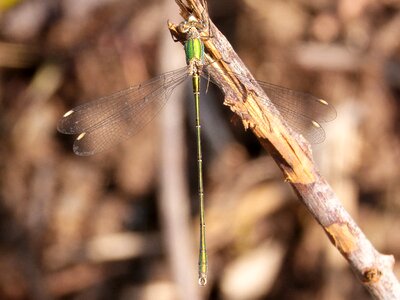 Flying insect cane lestes viridis photo