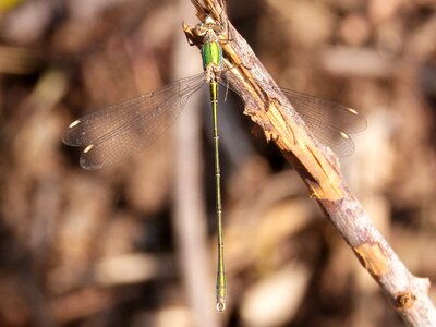 Flying insect cane lestes viridis