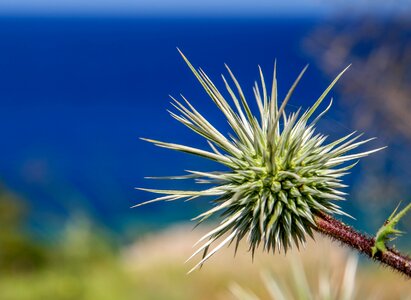 Sting prickly pointed photo