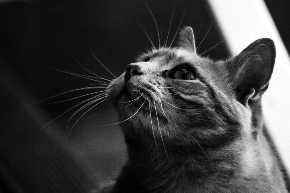 Pet animal portrait