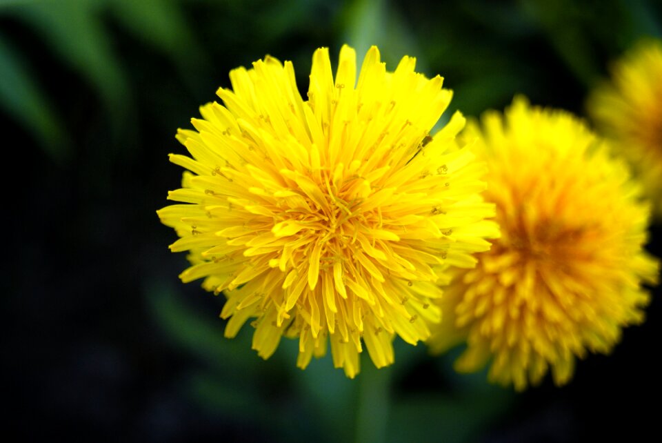 Summer dandelion leaf