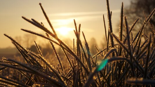 Landscape cold frost