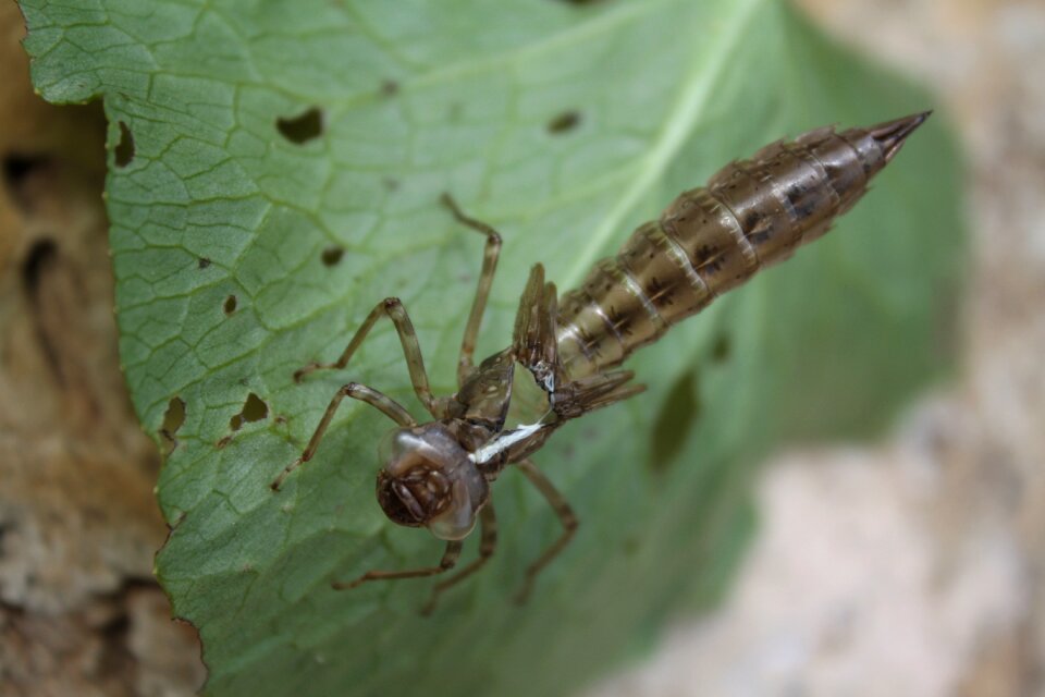Aeshna insect flying insect