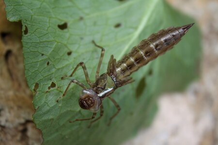 Aeshna insect flying insect photo