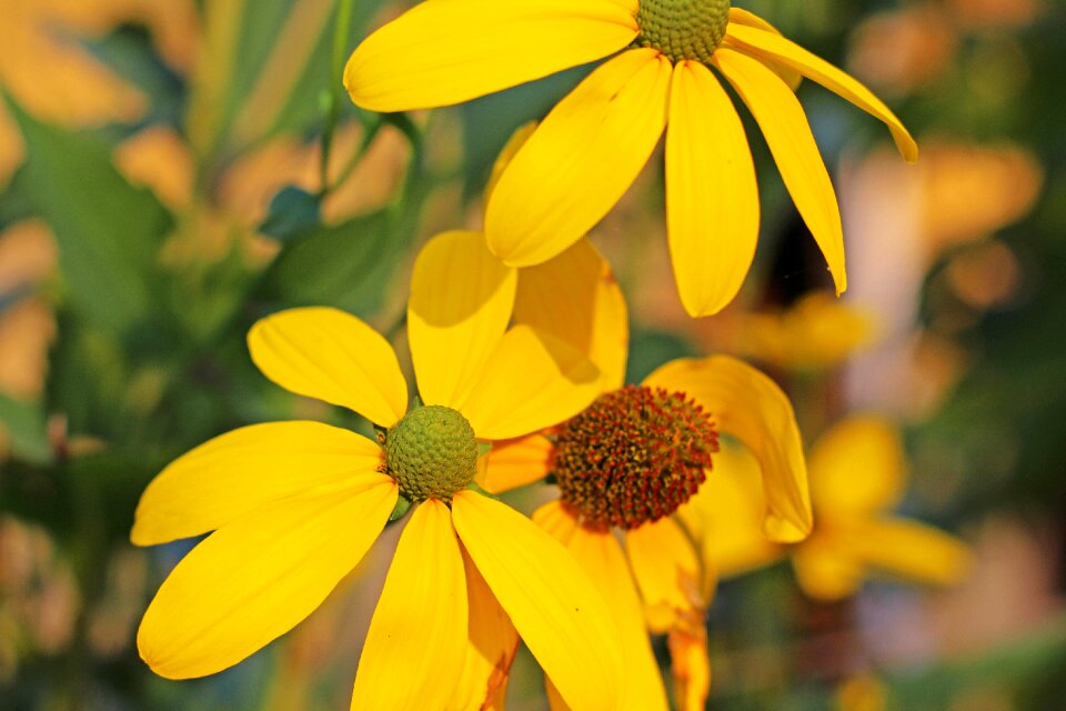 Summer blossom bloom