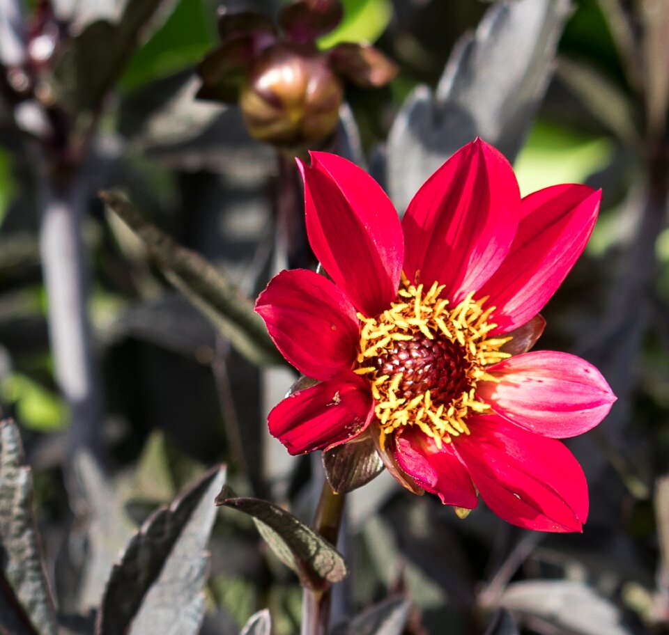 Bloom plant flora