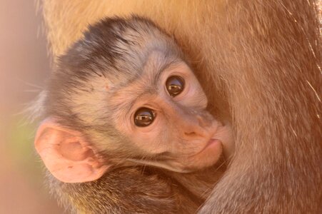 Wildlife young monkey