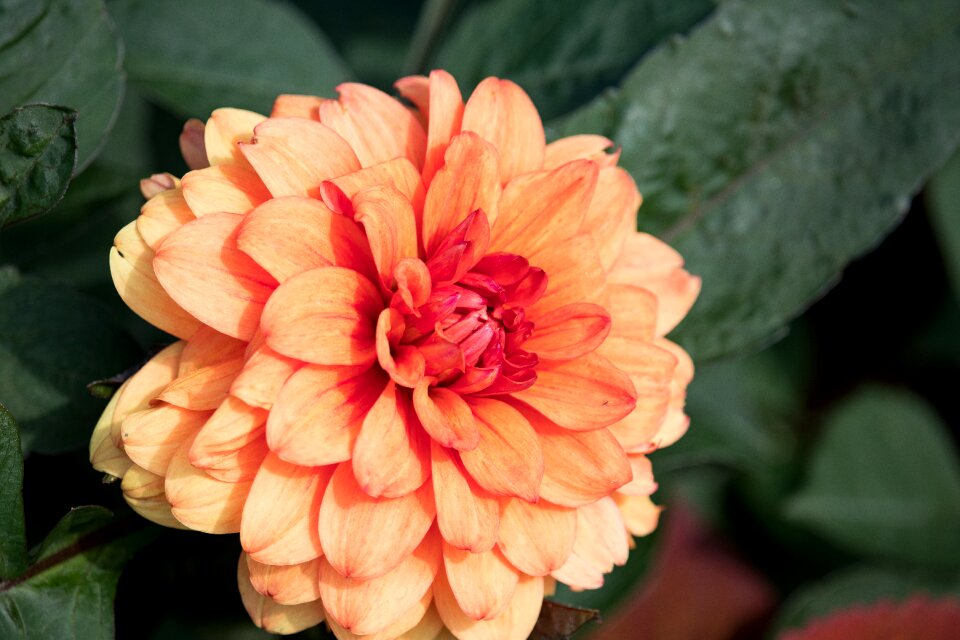 Bloom plant flora