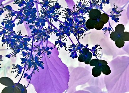 Hydrangea flower reverse photography fantasy flower