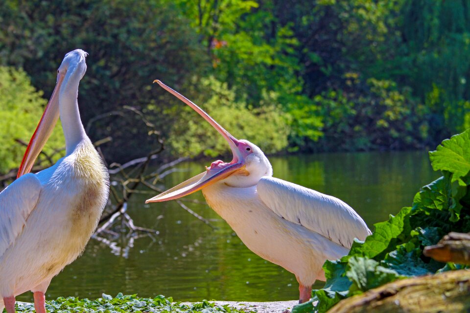Bill nature water bird