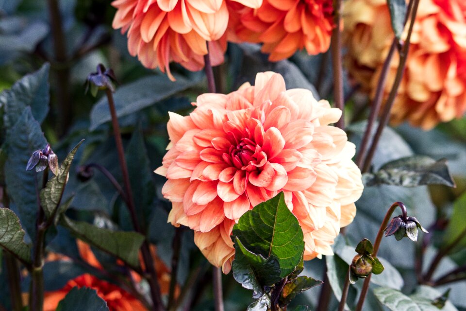 Bloom plant flora
