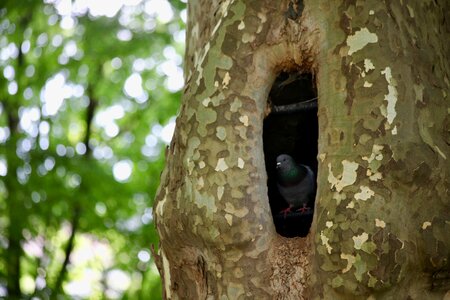 Log tree cave hollow tree