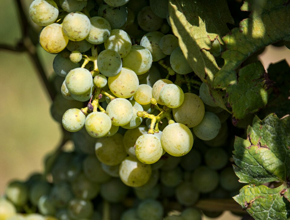 Vine winegrowing fruit