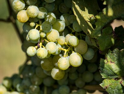 Vine winegrowing fruit photo