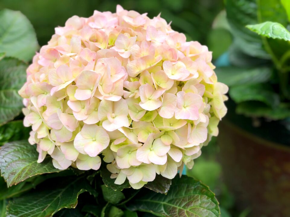 Plant foliage hydrangea